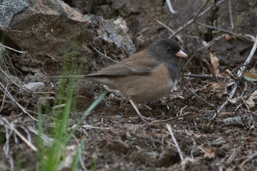 Dark-eyed Junco