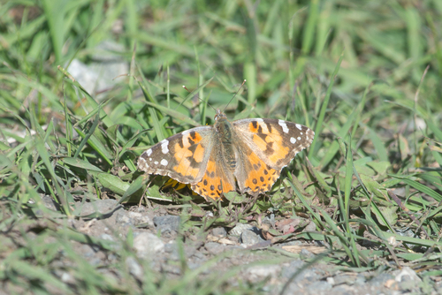 Painted Lady