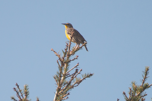 Western Meadowlark