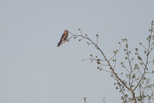 American Kestrel