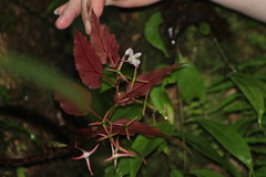 Image of Begonia heydei