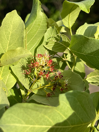 Combretum duarteanum