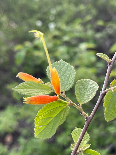 Helicteres heptandra