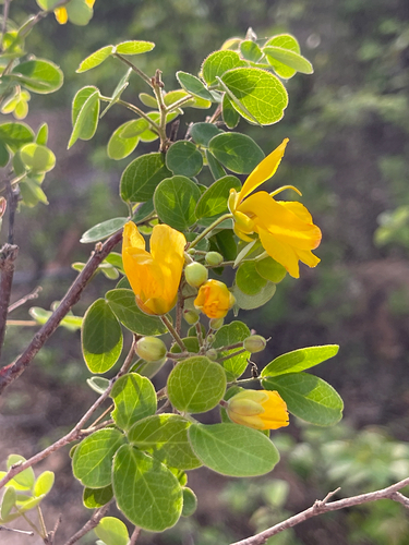 Chamaecrista amiciella