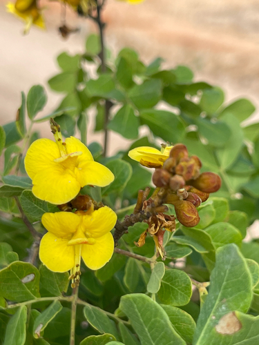 Cenostigma nordestinum