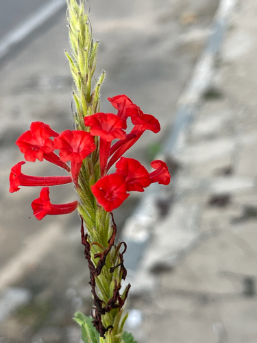 Stachytarpheta coccinea