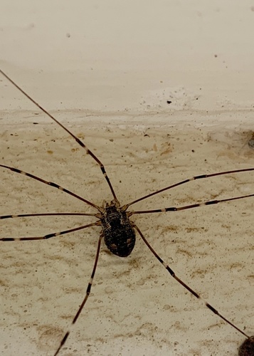 Leiobunum townsendi