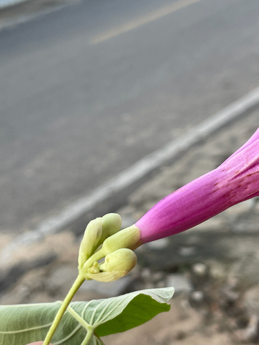 Ipomoea brasiliana brasiliana