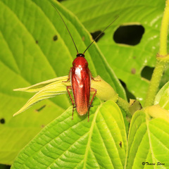 Ischnoptera rufa image