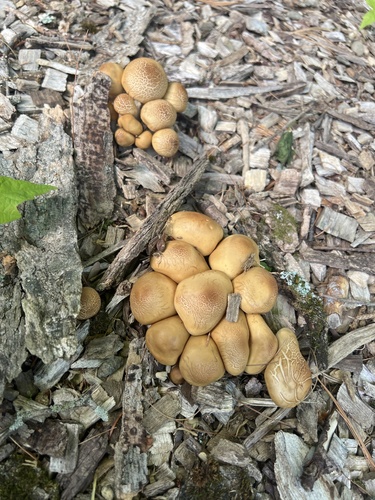 Honey Mushroom