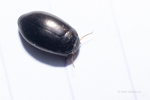 Ilybius montanus