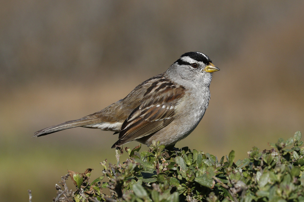 White-crowned Sparrow (Birds of San Mateo County) · iNaturalist