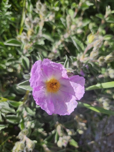 Hoary Rock-rose