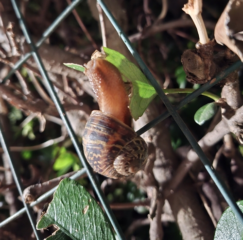 Cornu aspersum