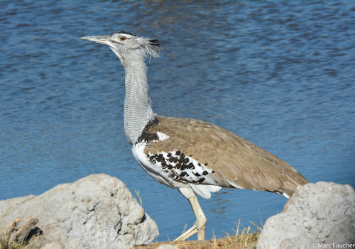 Kori Bustard