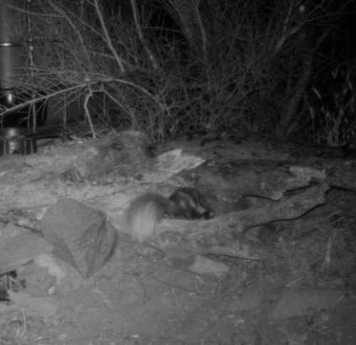 Desert Spotted Skunk observed by kelleyfox