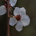 Prunus mandshurica - Photo (c) Yanghoon Cho, todos os direitos reservados, uploaded by Yanghoon Cho