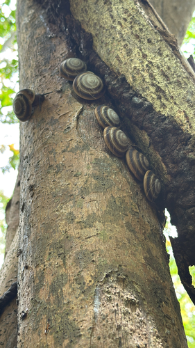 Caracolus marginella