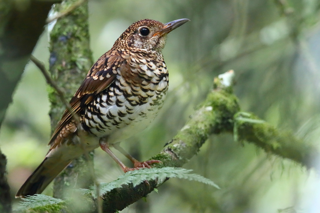 Scaly Thrush (Zoothera dauma) photo