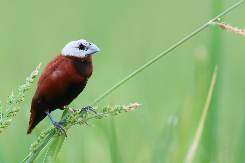 White-capped Munia photo