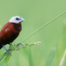White-capped Munia - Photo (c) Carlos N. G. Bocos, all rights reserved, uploaded by Carlos N. G. Bocos