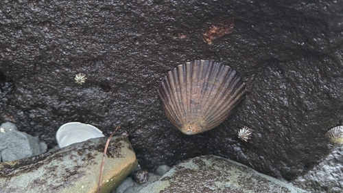 Cellana tramoserica