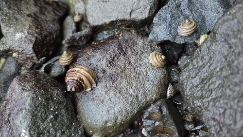 Austrocochlea constricta