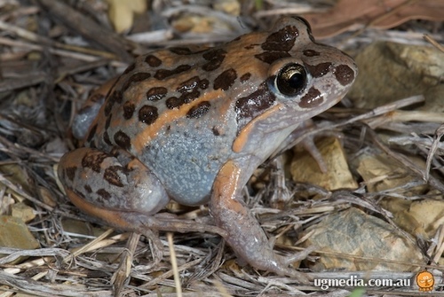Salmon-striped Frog