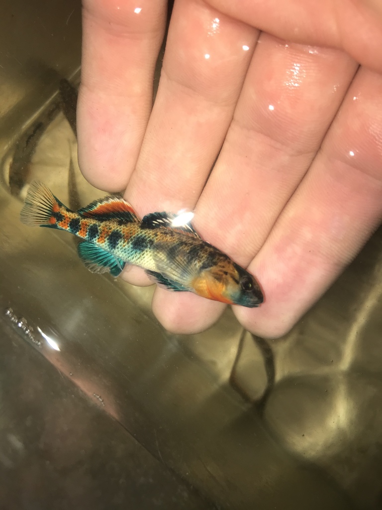 Etheostoma spectabile from Miami Cir, Lexington, KY, US on March 24