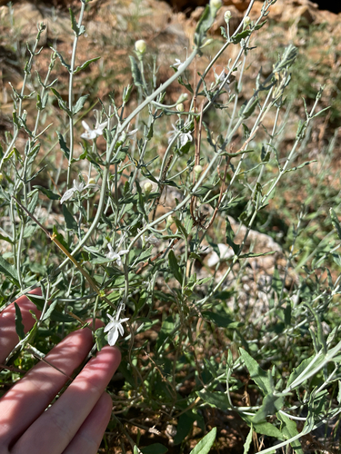 Grey Germander