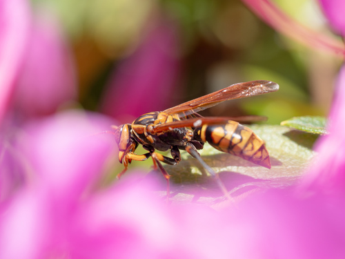 Dark-waisted Paper Wasp
