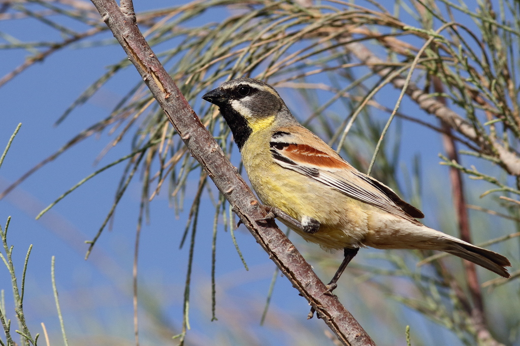 Dead Sea Sparrow (Passer moabiticus) photo