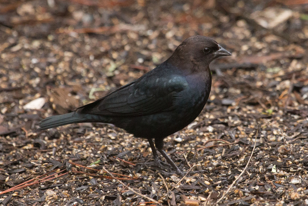 Brown Headed Cowbird Birds Of San Mateo County · Inaturalist