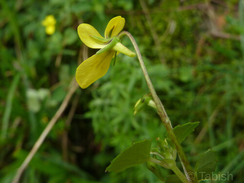 Viola wallichiana