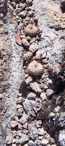 Mammillaria perezdelarosae