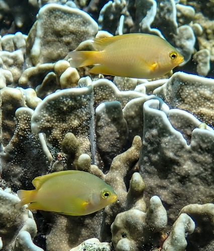 Pomacentrus moluccensis