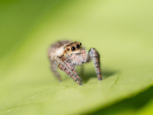 Carrhotus xanthogramma