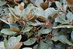 Image of Pleurothyrium palmanum