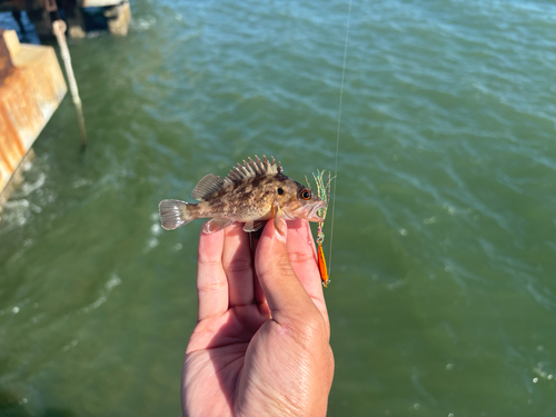 Sebastes auriculatus