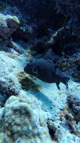 Arothron meleagris