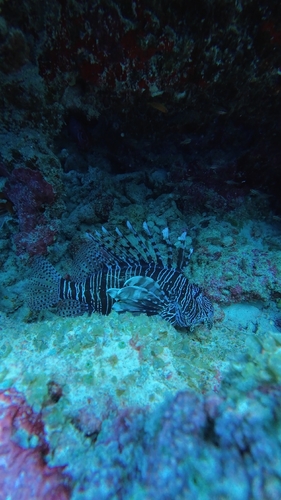 Pterois miles