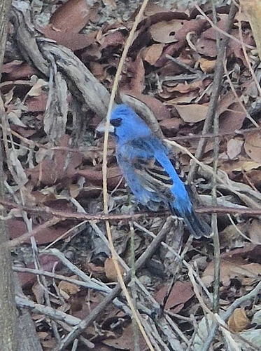 Blue Grosbeak (Passerina caerulea)