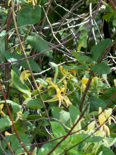 Japanese honeysuckle