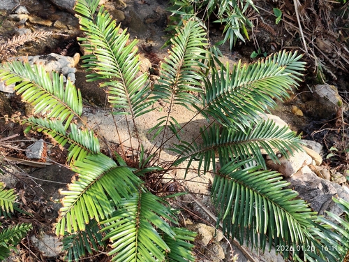 Plenasium vachellii