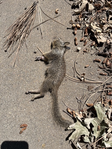 iNaturalist observation photo of California Ground Squirrel