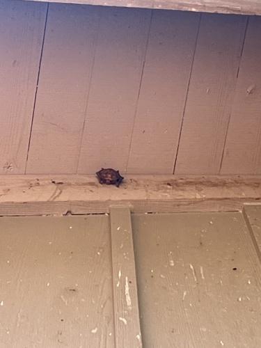 iNaturalist observation photo of Pallid Bat