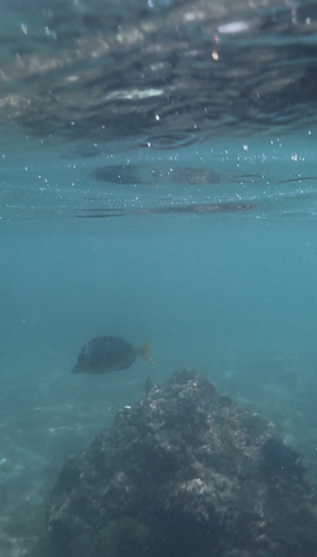 Razor Surgeonfish (Prionurus laticlavius)