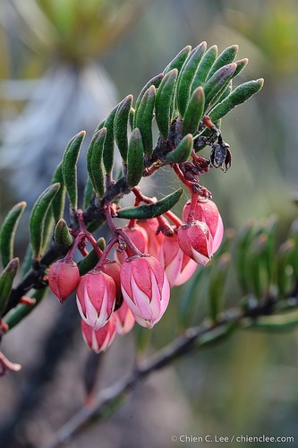 Tepuia venusta