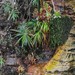 Heliamphora exappendiculata - Photo (c) Chien Lee, todos los derechos reservados, subido por Chien Lee