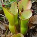Heliamphora uncinata - Photo 由 Chien Lee 所上傳的 (c) Chien Lee，保留所有權利